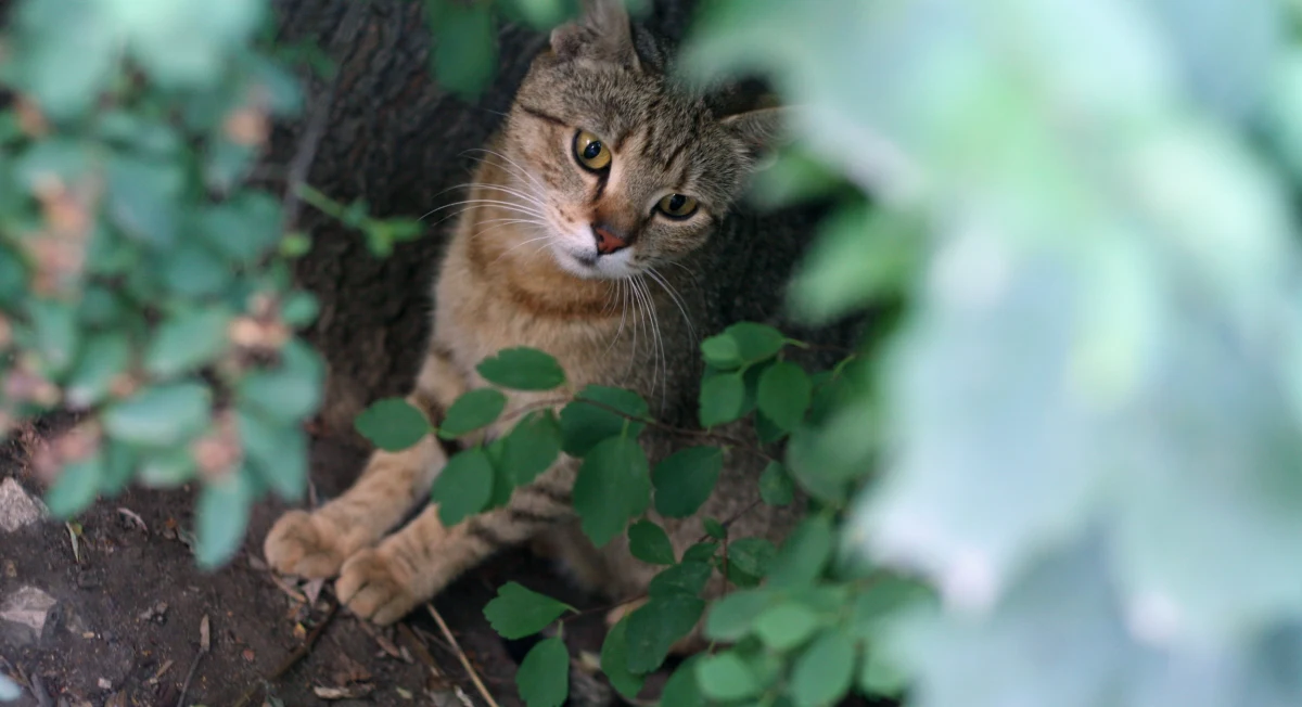 Prawie 2,5 tys. wolno żyjących kotów zamieszkuje Kraków – wynika z badań przeprowadzonych w ciągu trzech miesięcy przez sześciu rachmistrzów. Najwięcej tych zwierząt jest w starej części Nowej Huty i na starym Podgórzu.