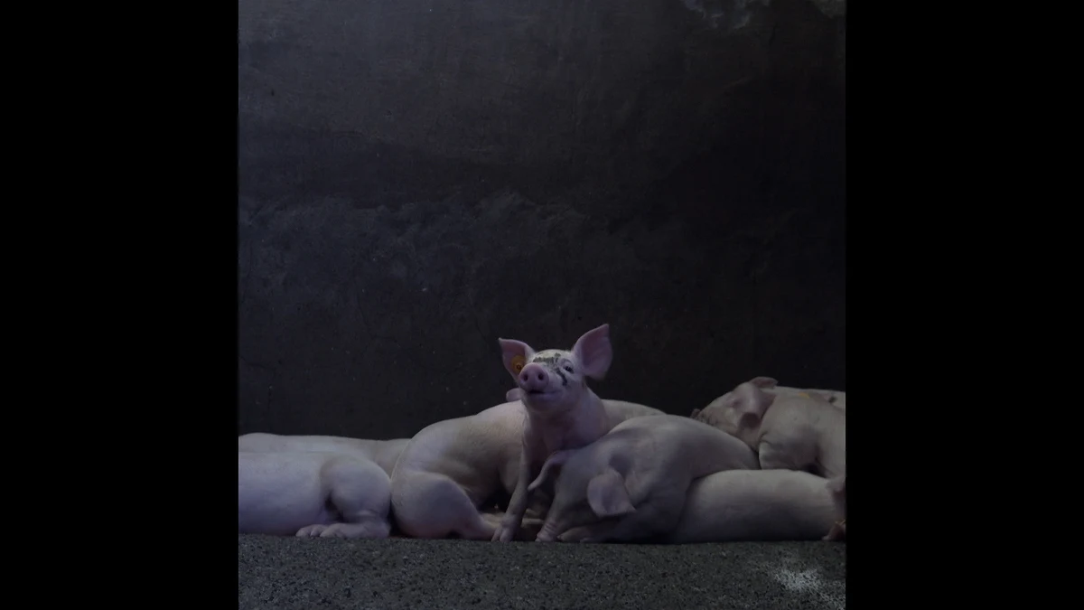 "Hodowla, żywność, ekologia" - to temat szóstego dnia trwającego w Krakowie festiwalu filmów ekologicznych. Seanse umili degustacja! Podczas pokazów filmowych będą rozdawane darmowe wegańskie hot-dogi od Ikei. 