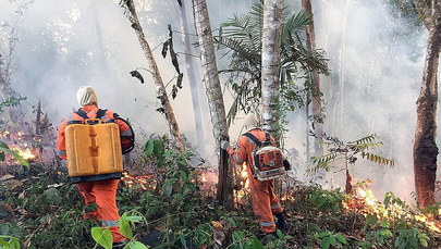 Papież modli się o ugaszenie pożarów w Amazonii. "Leśne płuco niezbędne dla Ziemi"