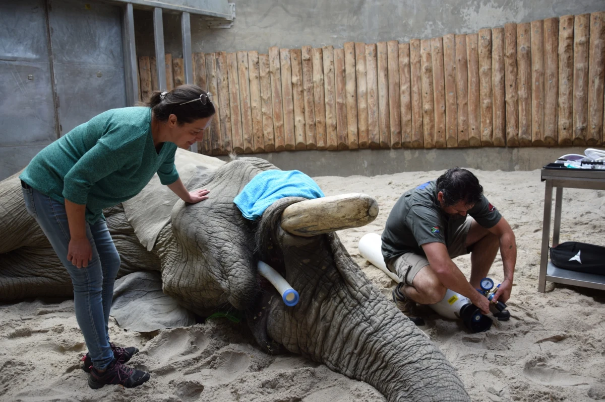 Dla mieszkającego w poznańskim ZOO słonia Ninio to nie był łatwy dzień. Zwierzę musiało zostać poddane poważnemu zabiegowi dentystycznemu. Okazało się, że w okolicy założonej pięć lat temu plomby pojawił się stan zapalny. Cios słonia trzeba było najpierw przyciąć, ale w trakcie zabiegu, okazało się, że trzeba go usunąć w całości. Zabiegiem zajęli się specjaliści z RPA, którzy znacznie częściej niż ich koledzy w Europie, wcielają się w rolę słonich dentystów.
