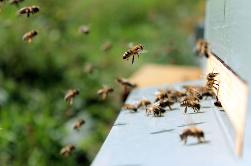 Kiedy oficjalne sposoby przestały przynosić jakiekolwiek skutki, pszczelarze z Chile postanowili w dość nietypowy sposób zwrócić uwagę na swoje problemy i zaapelować o pomoc.