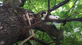 DW Premium News: Kot, ktróry zamieszkał na drzewie