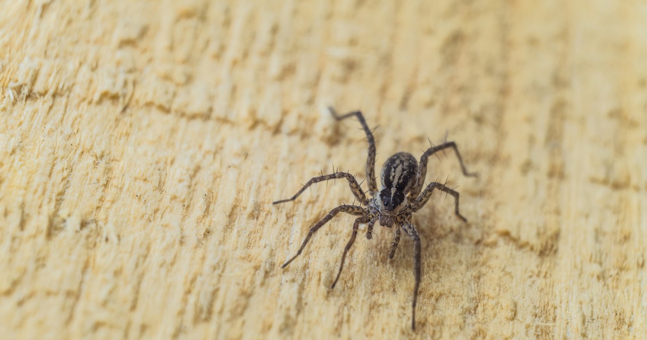 Pająki pchają się do domu? Rozsyp to na podłodze, a znikną raz-dwa