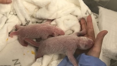 ​Meng Meng została mamą. Pandy-bliźnięta przyszły na świat w berlińskim zoo