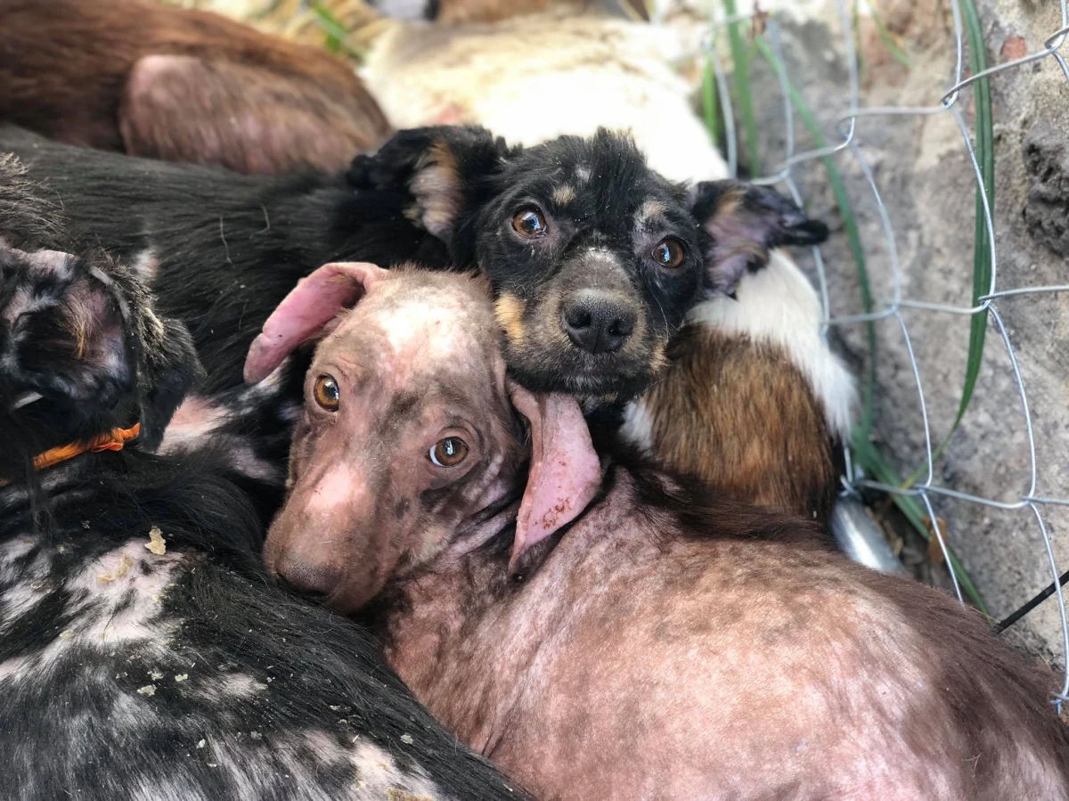 Pod koniec sierpnia wolontariusze wrocławskiego Stowarzyszenia Ochrony Zwierząt Ekostraż odebrali 21 psów z gospodarstwa w miejscowości Paździorno na Dolnym Śląsku. Czworonogi wymagają kosztownego leczenia, szukają też domów tymczasowych.