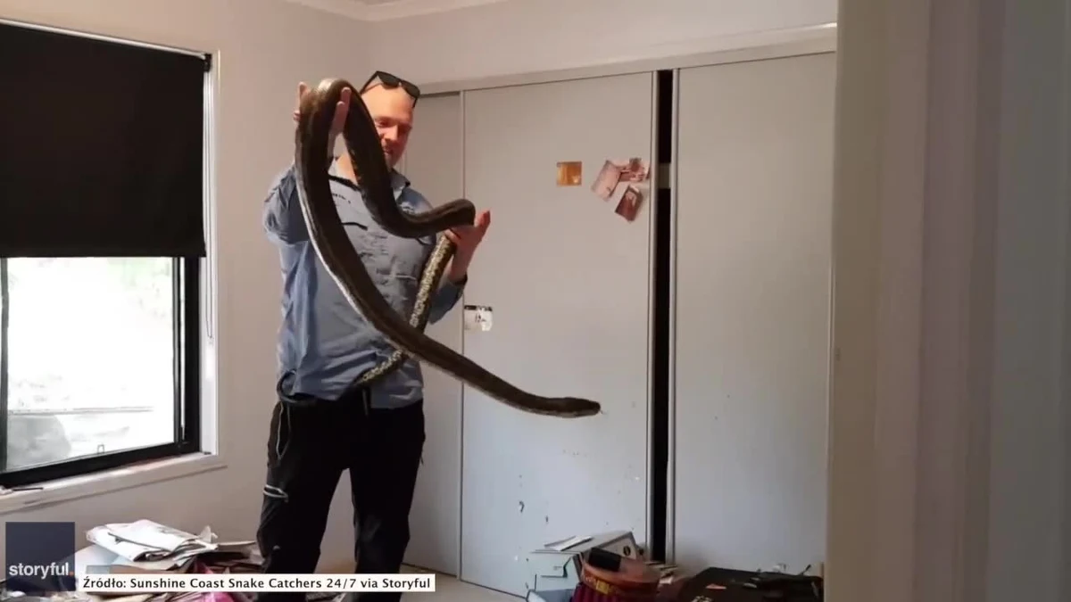 Trzymetrowy pyton ukrywał się w sypialnianej szafie w jednym z mieszkań w australijskim Currimundi. Zwierzę zostało usunięte z mieszkania przez profesjonalnego łapacza węży. W trakcie próby złapania pytona zwierzę zaatakowało hycla, ale ten nie przestraszył się i po chwili zabrał gada.