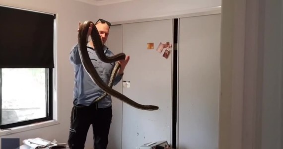 Trzymetrowy pyton ukrywał się w sypialnianej szafie w jednym z mieszkań w australijskim Currimundi. Zwierzę zostało usunięte z mieszkania przez profesjonalnego łapacza węży. W trakcie próby złapania pytona zwierzę zaatakowało hycla, ale ten nie przestraszył się i po chwili zabrał gada.