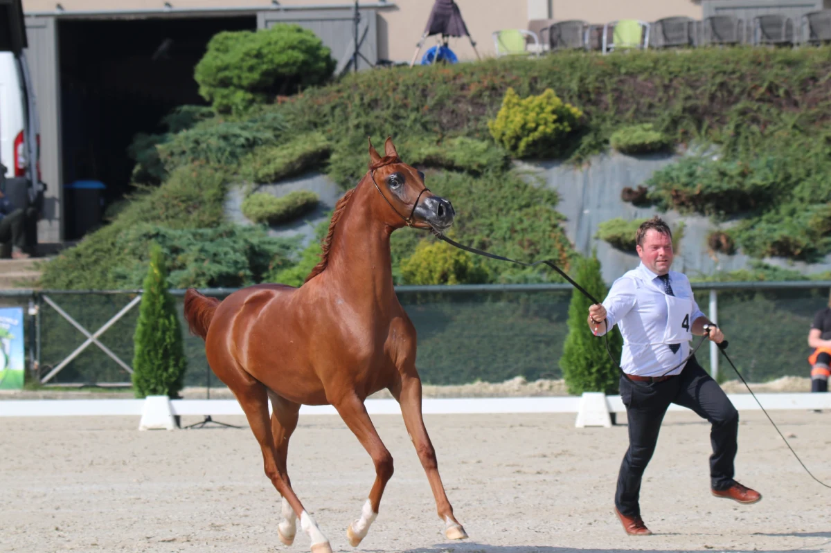 Miłośnicy najpiękniejszych koni na świecie w ten weekend spotykają się w Michałowicach koło Krakowa. Okazją jest czwarty Pokaz Koni Arabskich Czystej Krwi i Otwarty Puchar Polski dla Koni Arabskich.