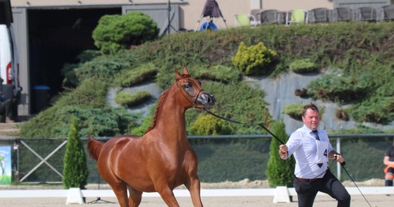 Miłośnicy najpiękniejszych koni na świecie w ten weekend spotykają się w Michałowicach koło Krakowa. Okazją jest czwarty Pokaz Koni Arabskich Czystej Krwi i Otwarty Puchar Polski dla Koni Arabskich.