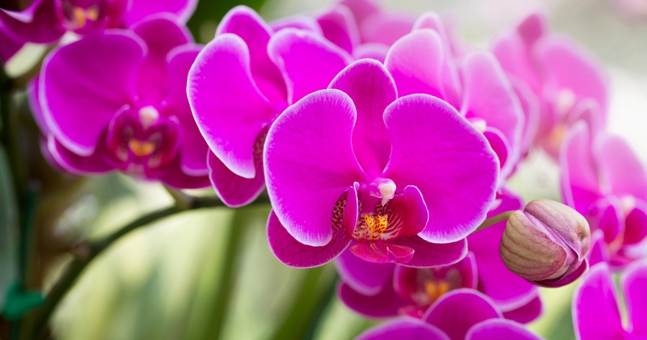 ​Gdy storczyk przekwitnie, przytnij go dokładnie w tym miejscu. Obsypie się pąkami