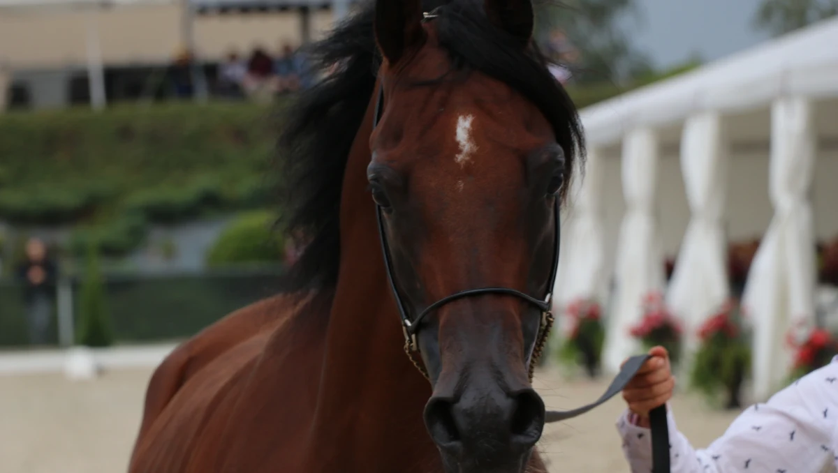 W małopolskich Michałowicach dziś ostatni dzień 4. Krakowskiego Pokazu Koni Arabskich - bez aukcji, za to z dodatkowymi emocjami sportowymi. W niedzielę W gościnnych progach Klubu Jazdy Konnej "Szary" czempionaty w poszczególnych klasach.