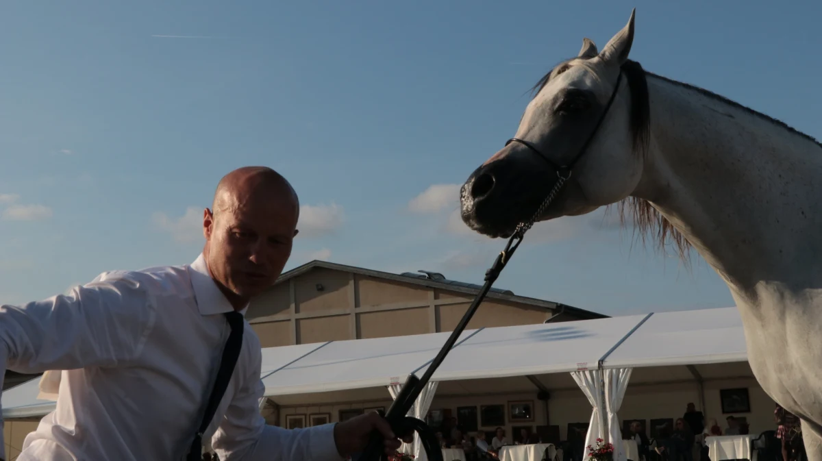 W Michałowicach zakończył się 4. Krakowski Pokaz Koni Arabskich. Najlepszym, najwyżej punktowanym koniem, który z Michałowic wyjeżdża z Pucharem Prezydenta Krakowa jest siwy ogier Alfabia Aragon Ex Magnokbey, wyhodowany w argentyńskiej stajni Zichy-Thyssen Arabians, którego właścicielką jest stadnina Halsdon Arabians należąca do Shirley Watts. 