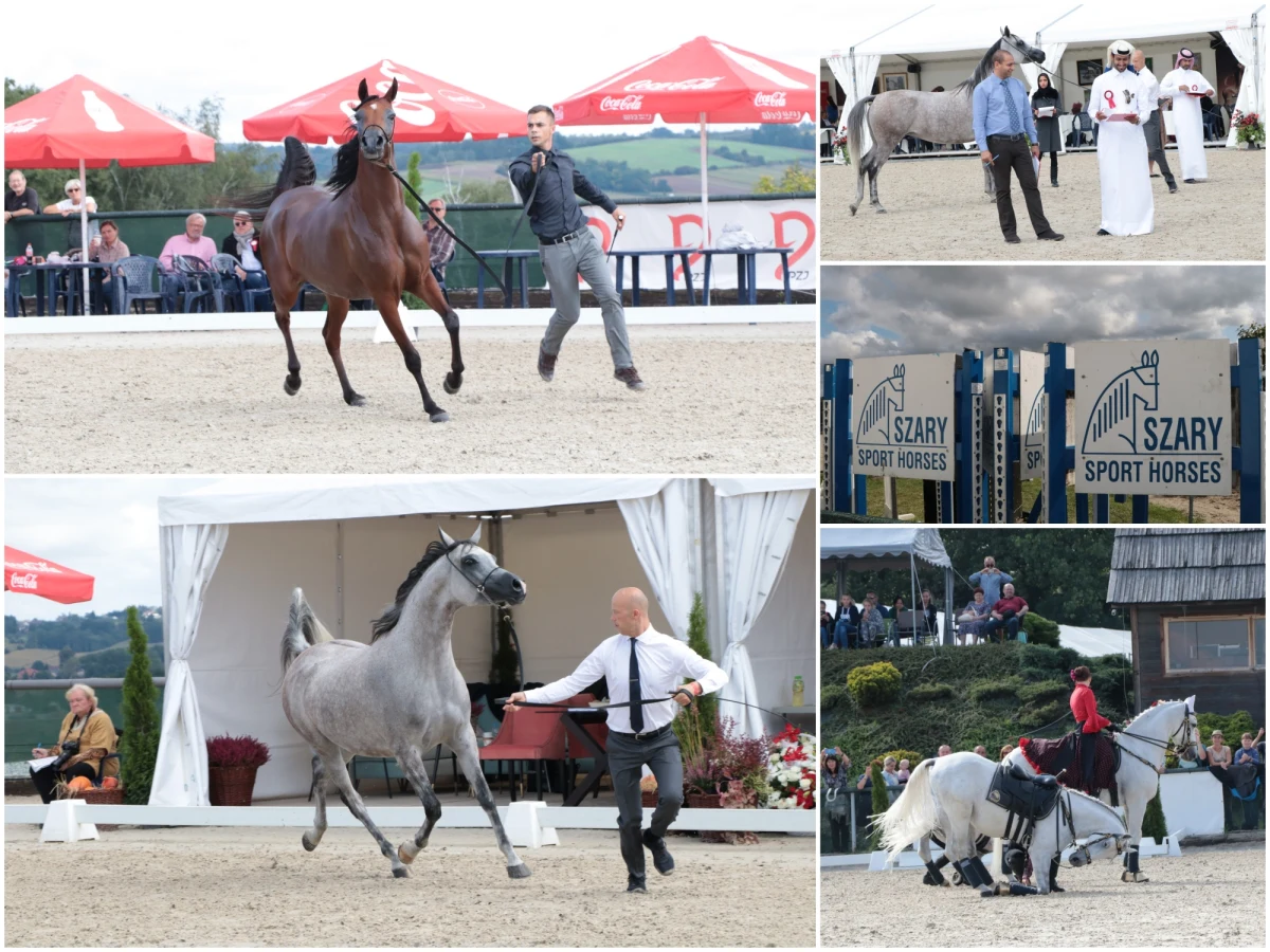 4. Krakowski Pokaz Koni Arabskich to już historia. Najlepszym, najwyżej punktowanym koniem, który z Michałowic wyjeżdża z Pucharem Prezydenta Krakowa jest siwy ogier ALFABIA ARAGON EX MAGNOKBEY, wyhodowany w argentyńskiej stajni Zichy-Thyssen Arabians, którego właścicielką jest stadnina Halsdon Arabians należacą do Shirley Watts. 
