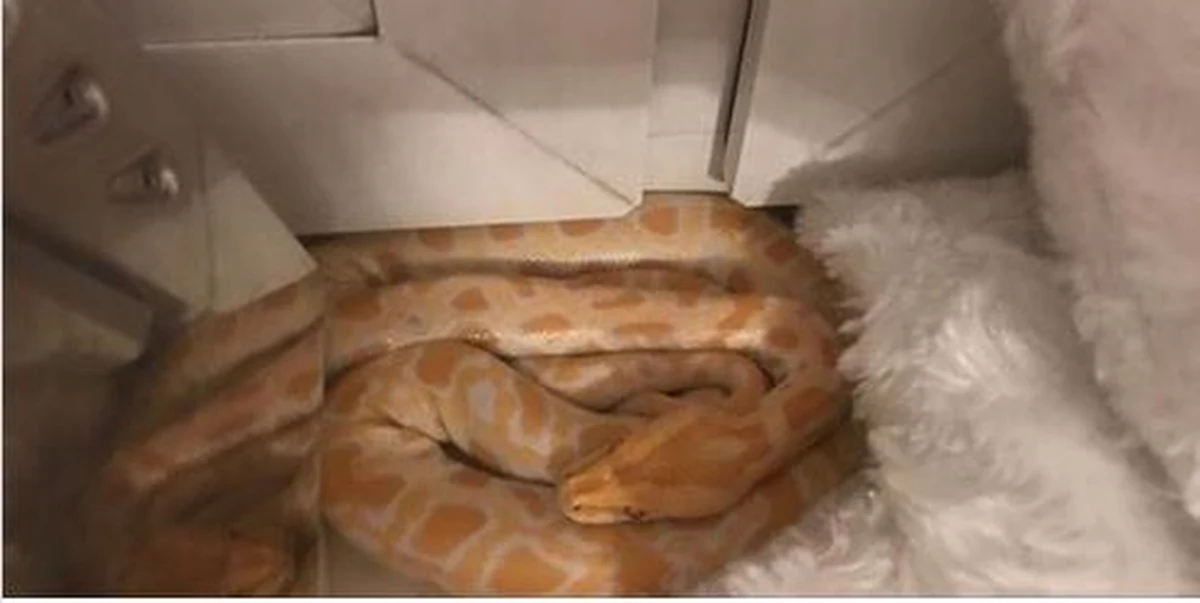 ​Ogólnopolskie Towarzystwo Ochrony Zwierząt otrzymało zgłoszenie o pytonie tygrysim w jednym z oświęcimskich mieszkań. Przerażony mężczyzna odkrył nieproszonego gościa w swojej sypialni, kiedy szykował się do snu. Złapany przez OTOZ wąż trafił do domu tymczasowego, a następnie wrócił do właściciela.