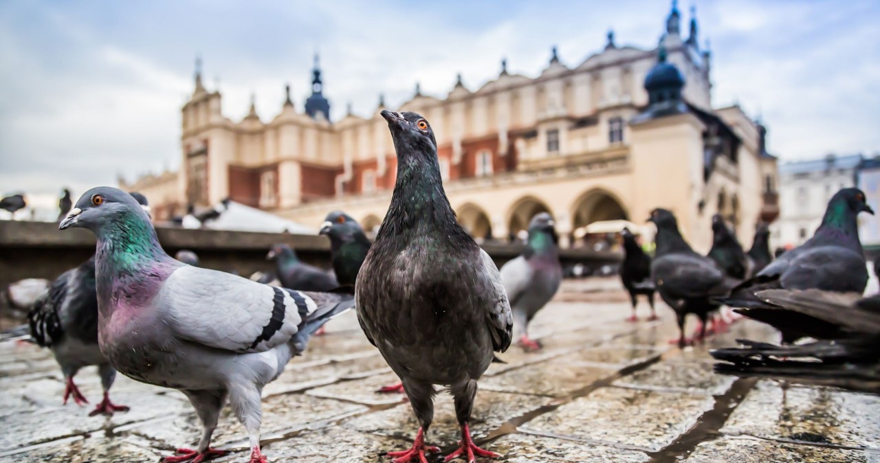 Kara za dokarmianie ptaków. Kiedy możesz narazić się nieprzyjemności?