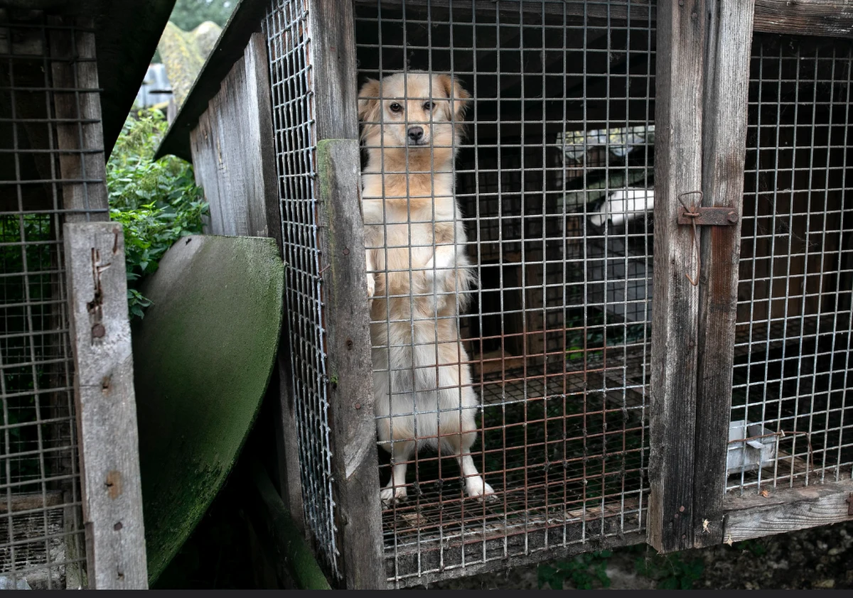 Stowarzyszenie Otwarte Klatki przeprowadziło razem z Ekostrażą interwencję w pseudohodowli w województwie dolnośląskim. 