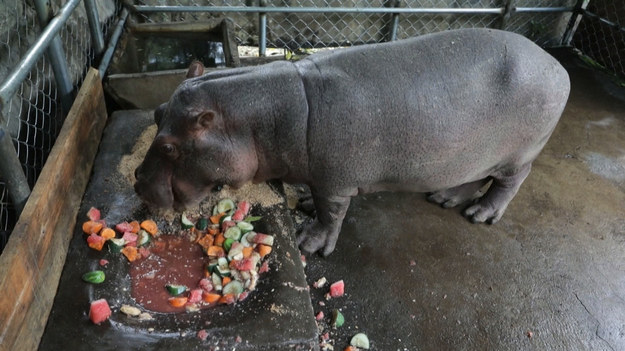 Prawie trzyletni hipopotam Fatima jest pierwszym hipopotamem w Narodowym Zoo w Nikaragui. Uwielbia pić mleko z butelki. Uroczy!