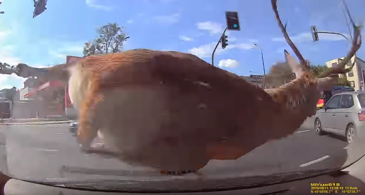 Dorosły jeleń przez pół doby paraliżował centrum Bielska-Białej. Przestraszone zwierzę biegało ruchliwymi ulicami, wpadło wprost na auto. Jelenia próbowano uśpić, ale bez efektu. W końcu sam opuścił miasto.