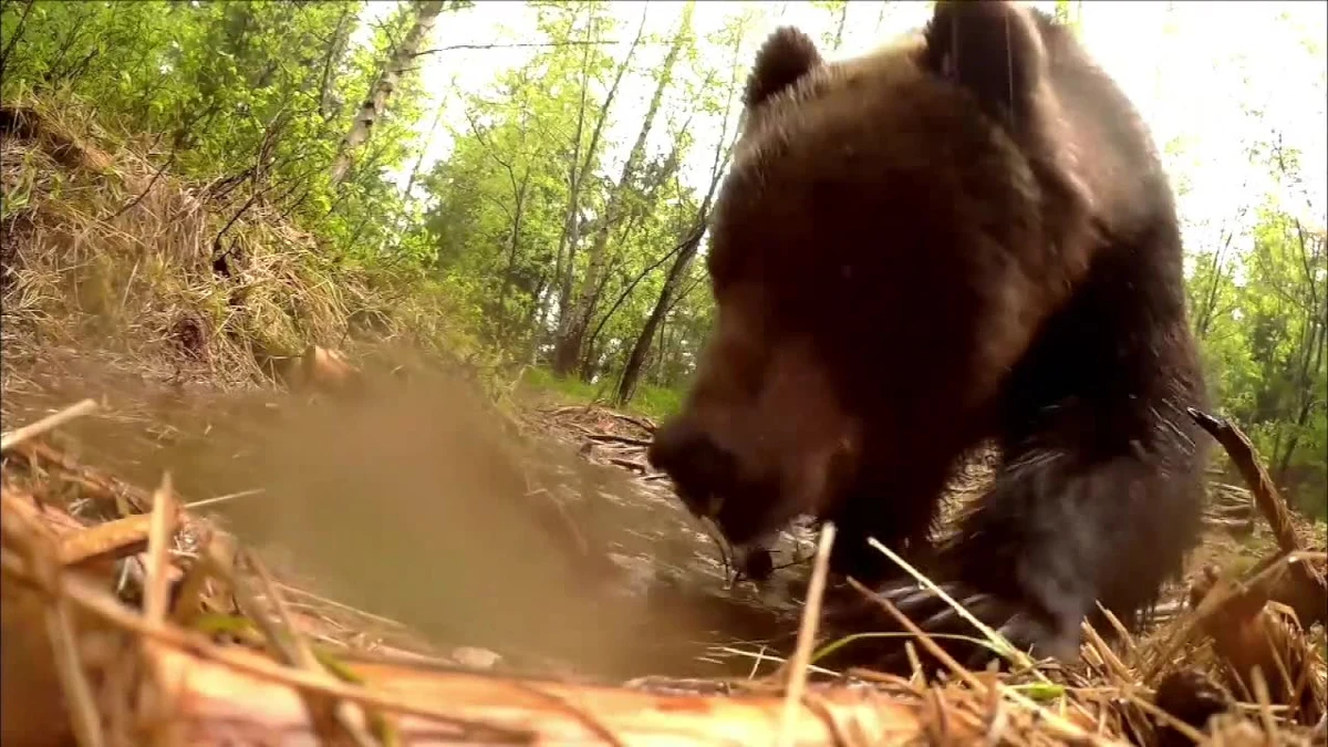 Śpią wysoko w górach – na obiad schodzą na hale i pola kukurydzy. Niedźwiedzie brunatne w słowackich Tatrach mają się coraz lepiej. Kamery zarejestrowały matkę z aż pięcioma młodymi. Według ekologów, taki widok to rzadkość. Leśnicy twierdzą jednak, że misie mają coraz więcej pożywienia i lepsze warunki do rozrodu.