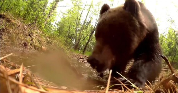 Śpią wysoko w górach – na obiad schodzą na hale i pola kukurydzy. Niedźwiedzie brunatne w słowackich Tatrach mają się coraz lepiej. Kamery zarejestrowały matkę z aż pięcioma młodymi. Według ekologów, taki widok to rzadkość. Leśnicy twierdzą jednak, że misie mają coraz więcej pożywienia i lepsze warunki do rozrodu.