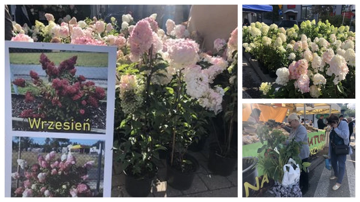 ​Nawet 300 tysięcy gości do końca weekendu może odwiedzić Skierniewice w województwie łódzkim. Rozpoczęło się tam 42. Święto Kwiatów, Owoców i Warzyw. W programie jest między innymi tradycyjna parada, degustacje zdrowego jedzenia i myśliwskich specjałów oraz balonowa fiesta.