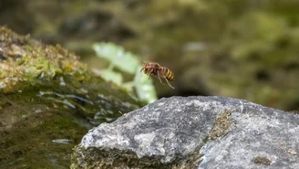 Atak szerszeni w Barlinku. Poszkodowani uczestnicy zawodów sportowych 