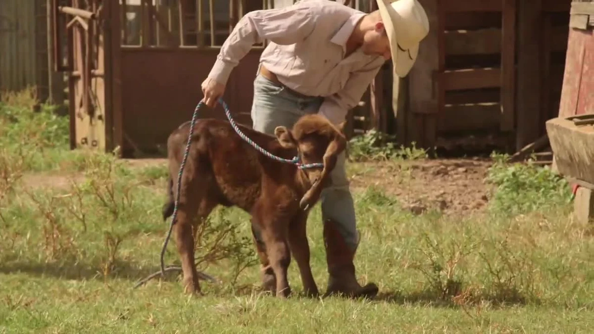 Farmer Matt Alexander razem z narzeczoną Maghin Davis uratowali pięcionogiego cielaka w Luizjanie. Cielak urodził się z bardzo nietypową deformacją. Piąta noga wyrosła mu na głowie. Para chciała, aby maluch mógł w pełni cieszyć się życiem, więc na giełdzie kupili również jego matkę. Cielak dostał na imię Elsie. Para zamierza usunąć Elsie piątą nogę, ale najpierw chcą mieć pewność, że maluch będzie wystarczająco silny, żeby przejść operację. Według weterynarza dodatkowa kończyna nie zagraża zwierzęciu, które cieszy się dobrym zdrowiem.