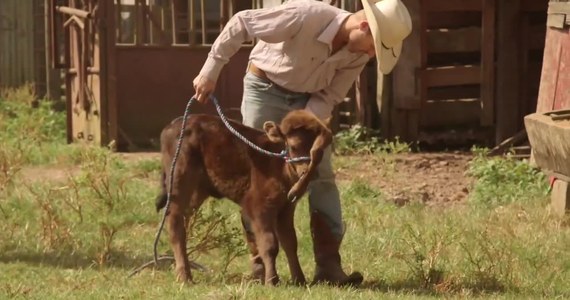 Farmer Matt Alexander razem z narzeczoną Maghin Davis uratowali pięcionogiego cielaka w Luizjanie. Cielak urodził się z bardzo nietypową deformacją. Piąta noga wyrosła mu na głowie. Para chciała, aby maluch mógł w pełni cieszyć się życiem, więc na giełdzie kupili również jego matkę. Cielak dostał na imię Elsie. Para zamierza usunąć Elsie piątą nogę, ale najpierw chcą mieć pewność, że maluch będzie wystarczająco silny, żeby przejść operację. Według weterynarza dodatkowa kończyna nie zagraża zwierzęciu, które cieszy się dobrym zdrowiem.