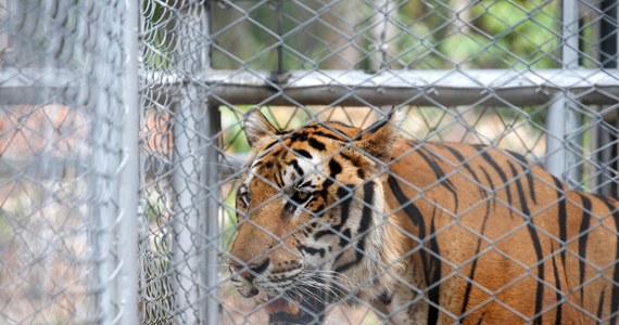 Z 147 tygrysów, które przez lata służyły jako atrakcja turystyczna, aktywistom udało się ocalić jedynie 61. Zwierzęta zostały odebrane ze świątyni Wat Pha Luang Ta Bua w Tajlandii w 2016 roku, gdzie przez lata były przetrzymywane w złych warunkach, a turyści mogli pozować z nimi do zdjęć. Jednym z powodów śmierci kotów były wady genetyczne.