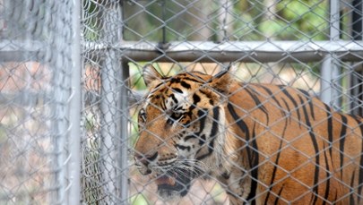 Ponad połowa z uratowanych w Tajlandii tygrysów nie przeżyła