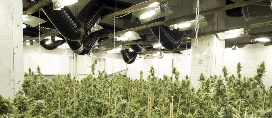 ​Ponad 3200 roślin konopi oraz 6 kilogramów gotowego suszu o czarnorynkowej wartości około 3,5 miliona złotych zabezpieczyli pod Warszawą policjanci z wydziału do walki z przestępczością narkotykową.