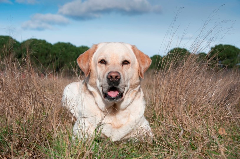 Labrador retriever Rośliny i zwierzęta - najważniejsze informacje