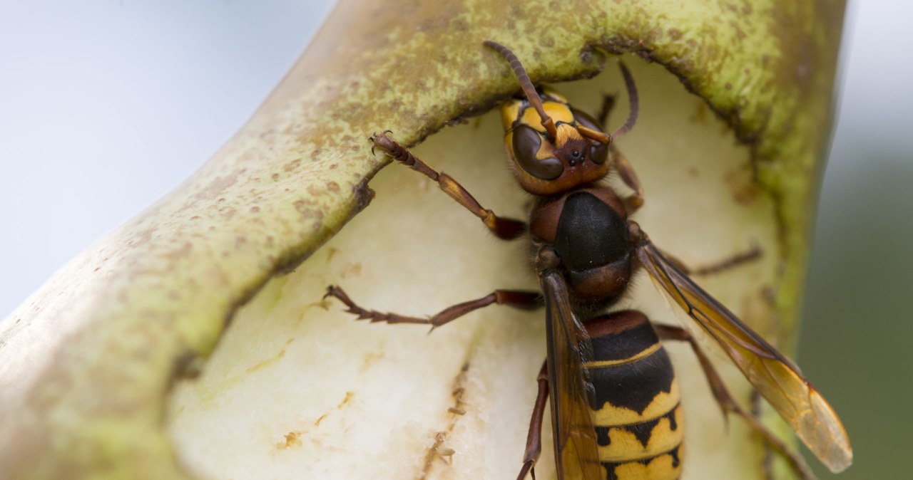 ​Tak ochronisz się przed szerszeniami wpadającymi do domu. Ten zapach je odstrasza