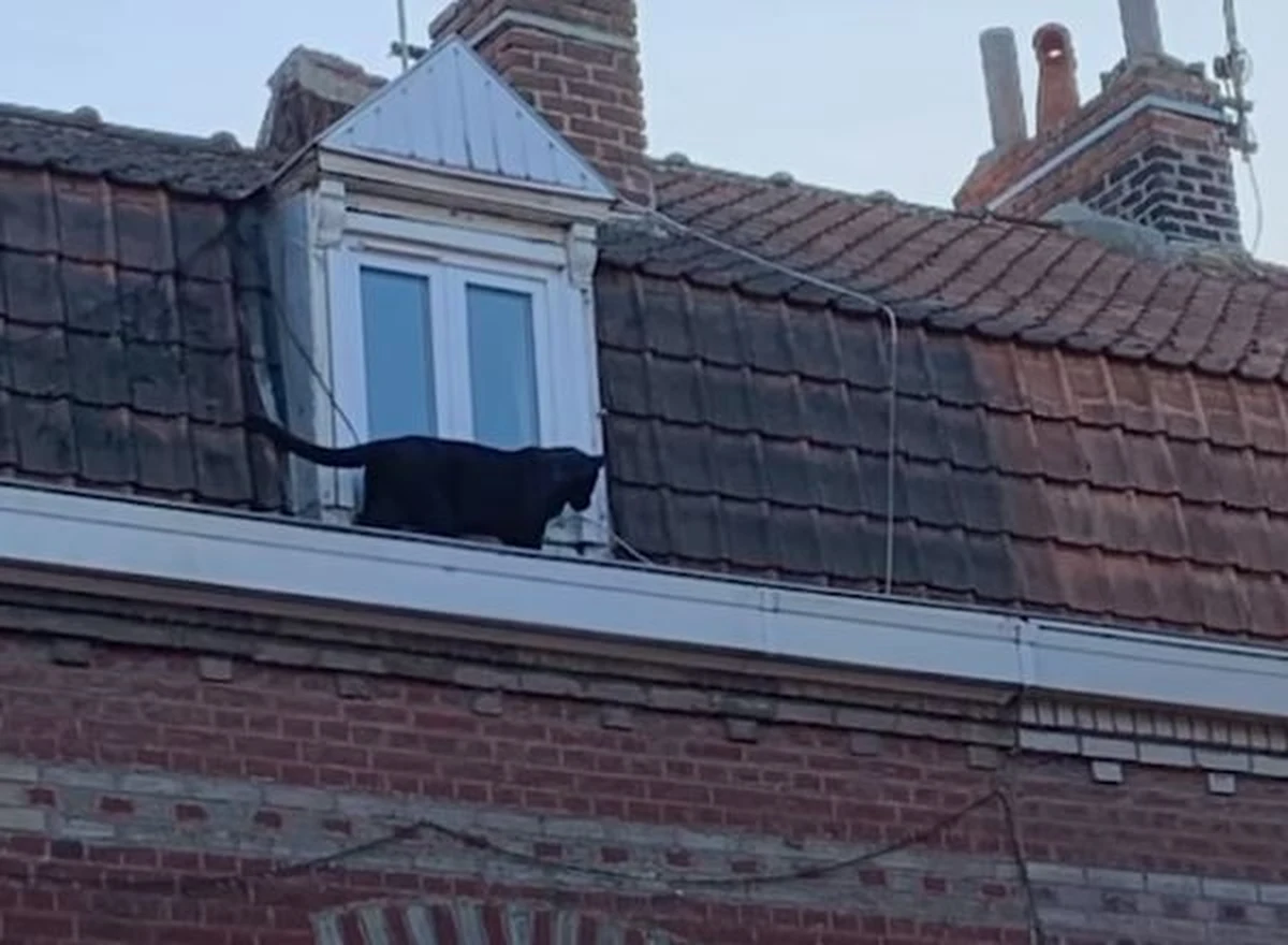 Żandarmeria próbuje ustalić, kto jest właścicielem czarnej pumy, która przechadzała się po dachach kamienic w Armentieres na północy Francji. Według stacji radiowej RTL, weszła przez okno przynajmniej do jednego mieszkania – właścicielowi udało się uciec. Nikt nie został ranny.