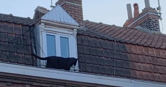 Żandarmeria próbuje ustalić, kto jest właścicielem czarnej pumy, która przechadzała się po dachach kamienic w Armentieres na północy Francji. Według stacji radiowej RTL, weszła przez okno przynajmniej do jednego mieszkania – właścicielowi udało się uciec. Nikt nie został ranny.