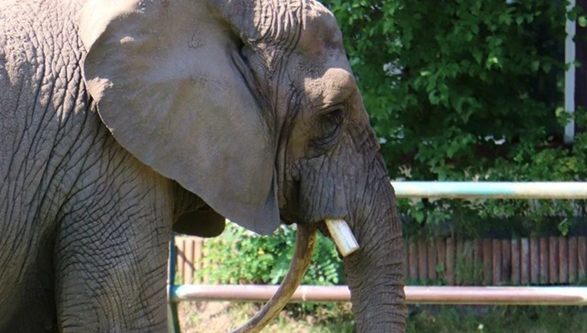 Słonicy afrykańskiej z Gdańskiego Ogrodu Zoologicznego pękał cios. Trzeba było go przyciąć – poinformowało w czwartek gdańskie zoo.