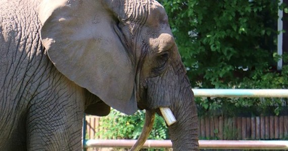 Słonicy afrykańskiej z Gdańskiego Ogrodu Zoologicznego pękał cios. Trzeba było go przyciąć – poinformowało w czwartek gdańskie zoo.