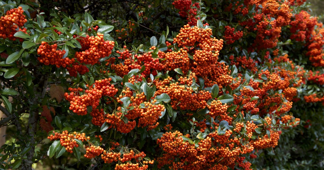 Posadź zamiast tui. Takiego żywopłotu pozazdrości ci cała okolica