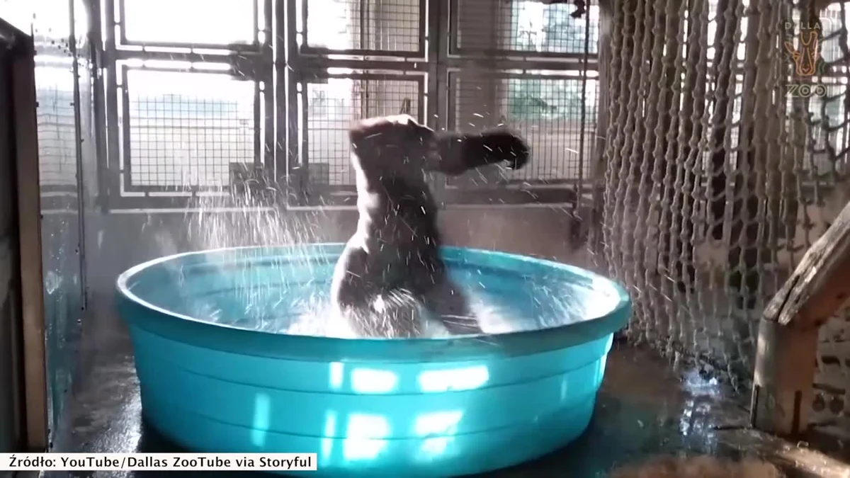 Kąpiel jeszcze nie była tak widowiskowa. Zola, goryl z zoo w Dallas, uwielbia kąpiele w basenie. W pewnym momencie zwierzę po prostu zaczęło tańczyć. Wesołe kręcenie się w kółko i podskakiwanie sfilmowali pracownicy.