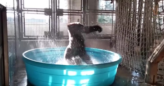 Kąpiel jeszcze nie była tak widowiskowa. Zola, goryl z zoo w Dallas, uwielbia kąpiele w basenie. W pewnym momencie zwierzę po prostu zaczęło tańczyć. Wesołe kręcenie się w kółko i podskakiwanie sfilmowali pracownicy.