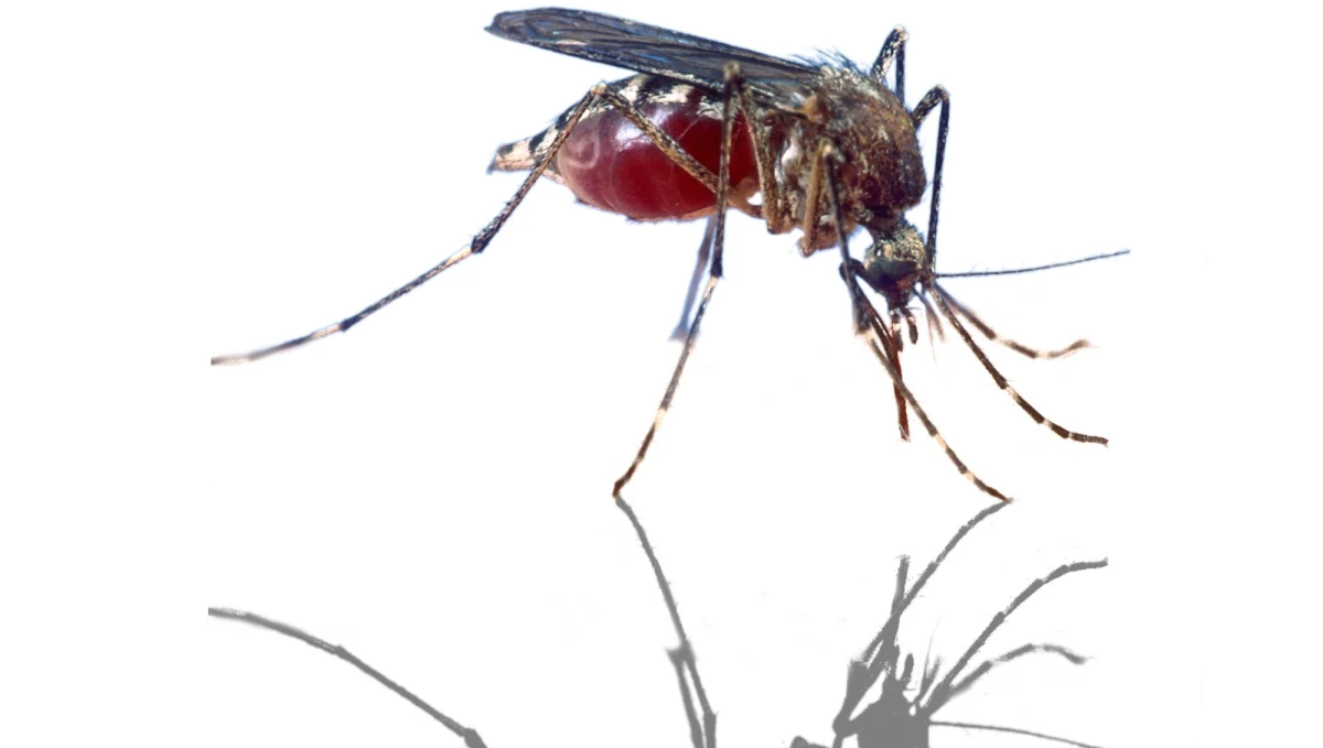 Alarm francuskiej Agencji Zdrowia z powodu komarów tygrysich. W Lyonie - trzecim co do wielkości francuskim mieście - odnotowano pierwszy przypadek dengi. To groźna choroba tropikalna przenoszona właśnie przez te owady.