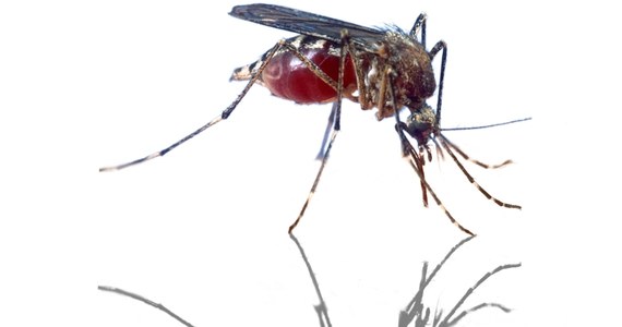 Alarm francuskiej Agencji Zdrowia z powodu komarów tygrysich. W Lyonie - trzecim co do wielkości francuskim mieście - odnotowano pierwszy przypadek dengi. To groźna choroba tropikalna przenoszona właśnie przez te owady.