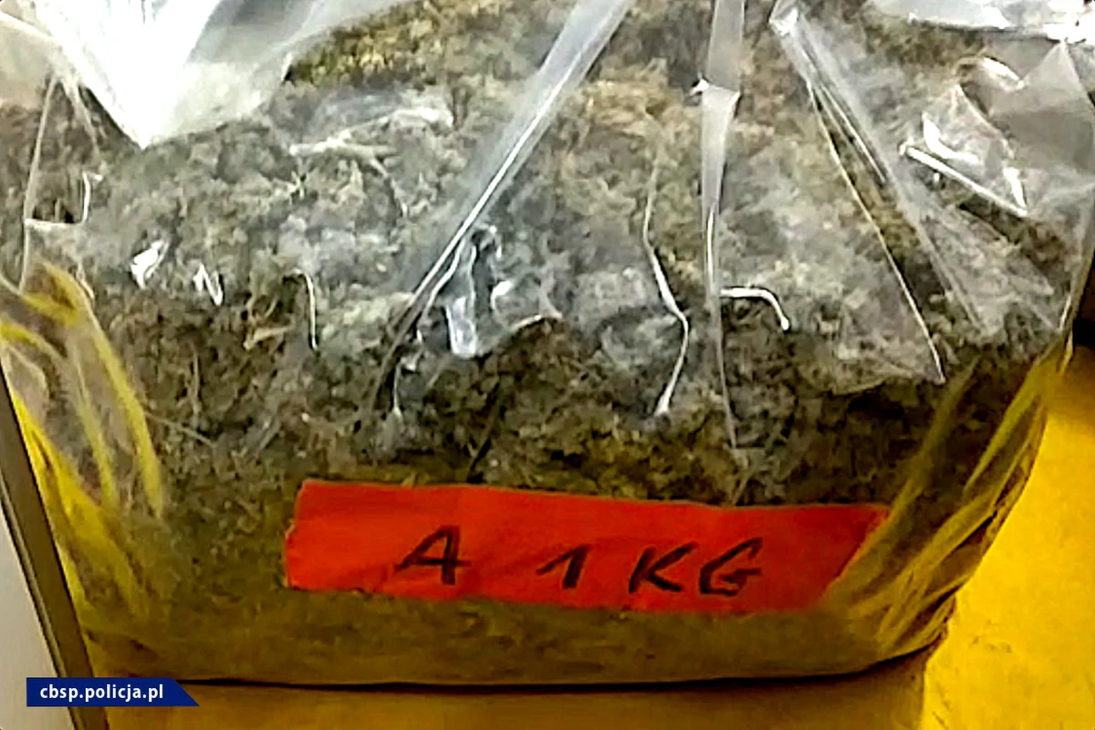 Potężną plantacje marihuany zlikwidowali w okolicach Bolesławca na Dolnym Śląsku policjanci z CBŚP. Na miejscu wykryto prawie 1300 krzewów konopi. Na polecenie dolnośląskiego wydziału Prokuratury Krajowej zatrzymano właściciela budynku. 