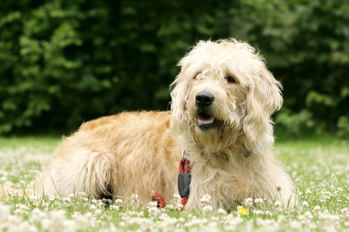 90-letni dziś Wally Conron, który w 1989 roku stworzył nową rasę psów labradoodle, krzyżując labradora z pudlem, żałuje swojej decyzji. "Otworzyłem puszkę Pandory i uwolniłem potwora Frankensteina" – oświadczył w rozmowie z ABC. Powodem nie jest sam pies, ale „pozbawieni etyki i wszelkich zasada ludzie”, którzy krzyżują i hodują teraz nowe rasy czworonogów, nie bacząc na ich słabości i problemy zdrowotne. 