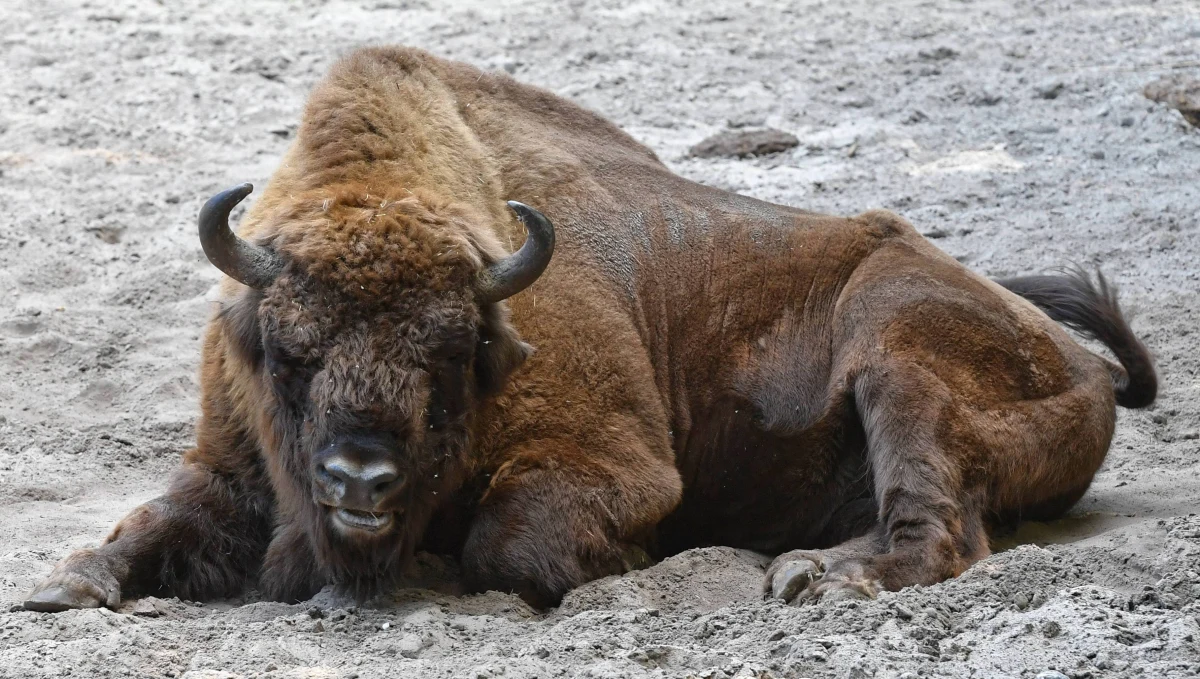 W okolicach Bonina w Zachodniopomorskiem myśliwy zabił chronionego żubra. Jak tłumaczył w prokuraturze, pomylił zwierzę z dzikiem. Mężczyźnei grozi nawet pięć lat więzienia.