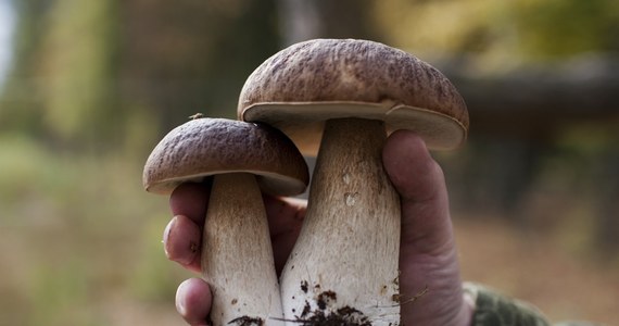 Grzybobranie z Interią, czyli pochwal się swoimi zbiorami