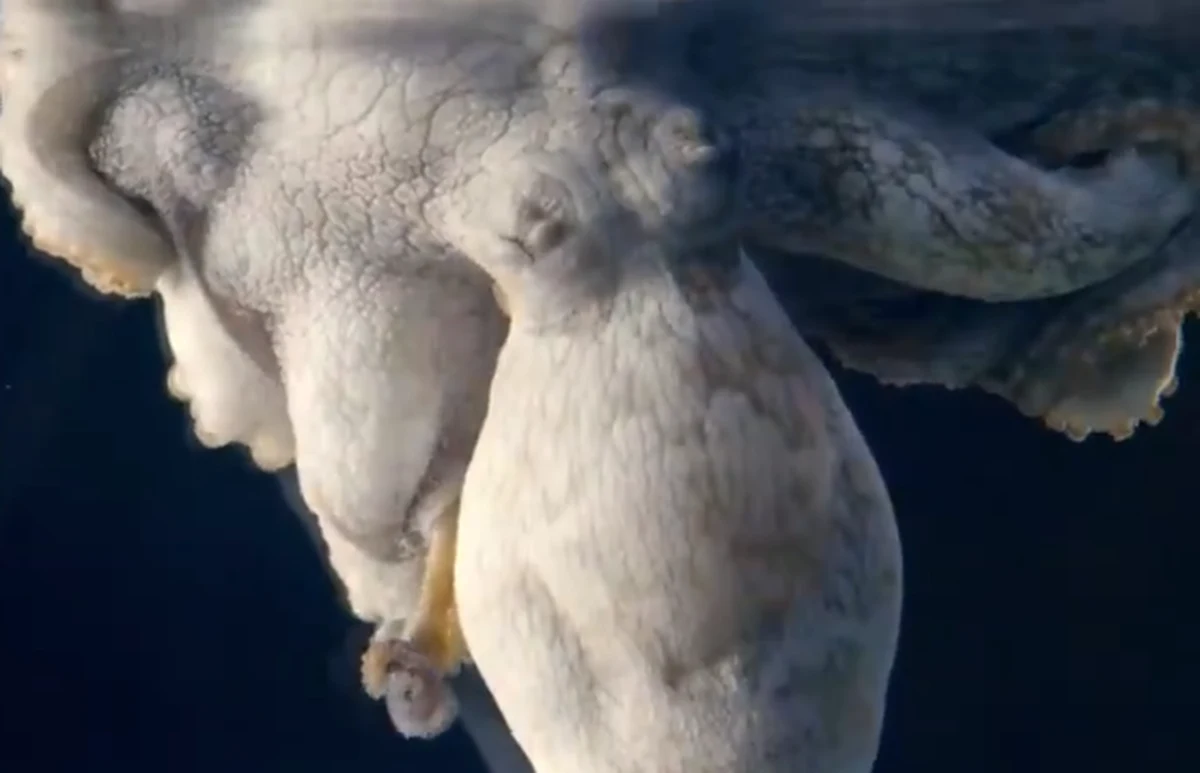 Czy ośmiornice mają marzenia senne? Amerykański biolog morski z uniwersytetu w Anchorage na Alasce twierdzi, że tak. Na dowód doktor David Scheel przytacza nagranie. 