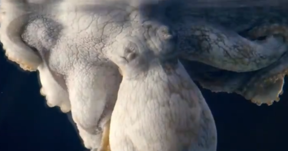 Czy ośmiornice mają marzenia senne? Amerykański biolog morski z uniwersytetu w Anchorage na Alasce twierdzi, że tak. Na dowód doktor David Scheel przytacza nagranie. 