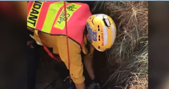 Strażacy uratowali psa o imieniu Pablo rasy Yorkshire terier, który wpadł do 30-metrowej studni w Malibu, w stanie Kalifornia. Akcja ratunkowa trwała 3 godziny.