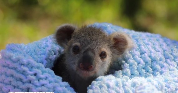 Mała Elsa została przedstawiona światu. Koala, która dostałą imię na cześć bohaterki bajki, czuje się świetnie. Opiekunowie nagrali krótki filmik pokazujący słodkie życie zwierzaka.